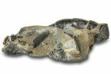 Fossil Mud Lobster (Thalassina) - Gunn Poin, Australia #307732-2
